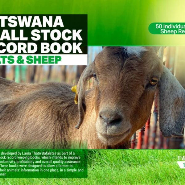 100 Individual Goats/Sheeps